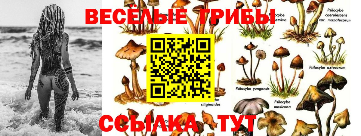 Галлюциногенные грибы Psilocybine cubensis Дербент